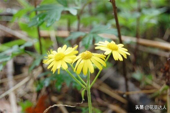 小雏菊的花语是什么_各类颜色的小雏菊花语