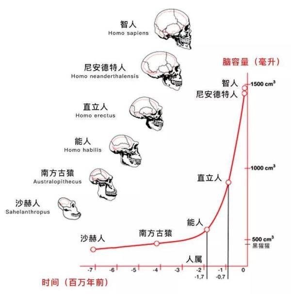 人类第一个祖先是谁_人类第一个祖先的诞生