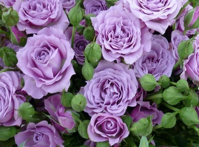 紫色玫瑰_紫色玫瑰代表的寓意