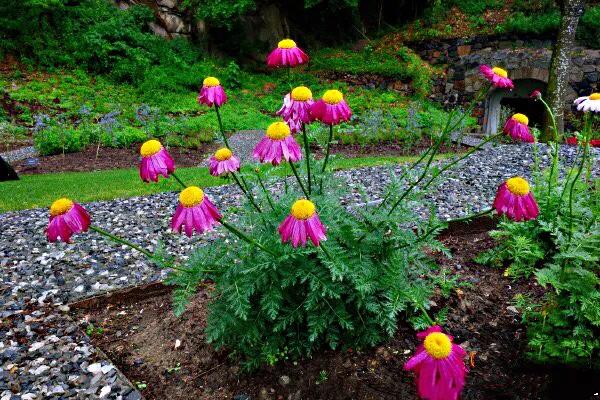 除虫菊是什么_除虫菊的特征和产地