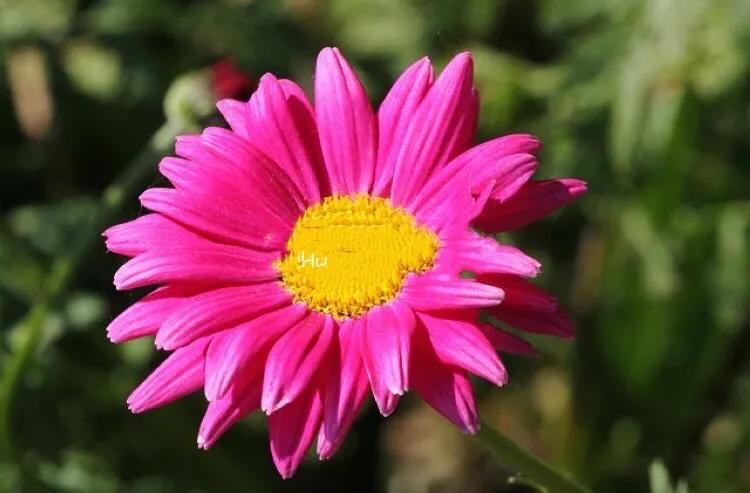 除虫菊是什么_除虫菊的特征和产地