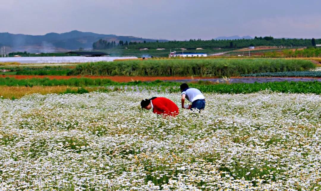 除虫菊是什么_除虫菊的特征和产地