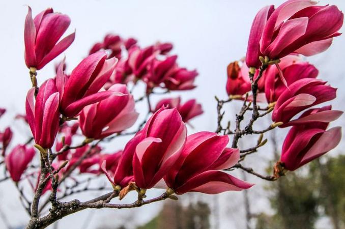 玉兰花花语是什么_玉兰花的花语和寓意