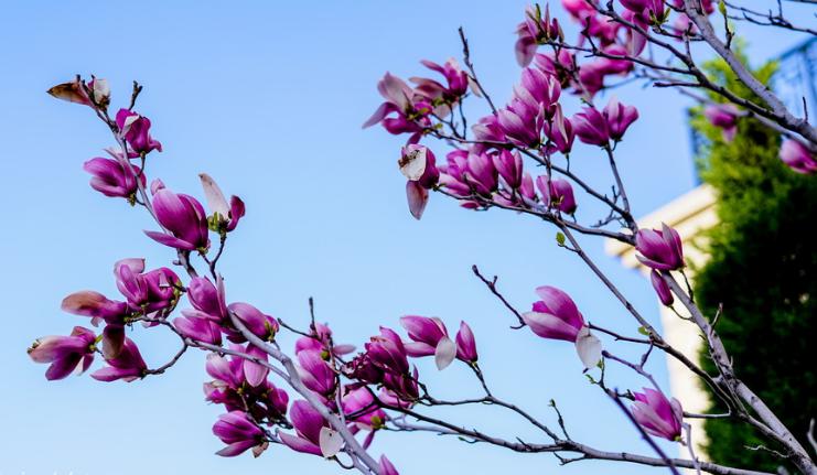 玉兰花花语是什么_玉兰花的花语和寓意