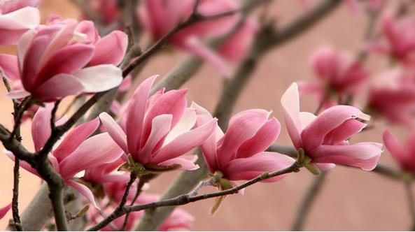 玉兰花花语是什么_玉兰花的花语和寓意