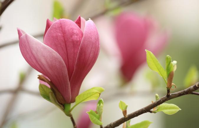 玉兰花花语是什么_玉兰花的花语和寓意