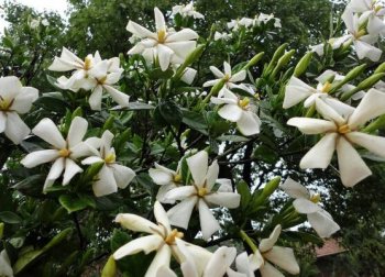 栀子花的花期在几月份_栀子花的花期介绍