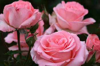 粉色玫瑰的花语是什么_粉色玫瑰的花语和美好寓意