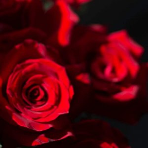 红玫瑰的花语是什么_红玫瑰的花语和寓意