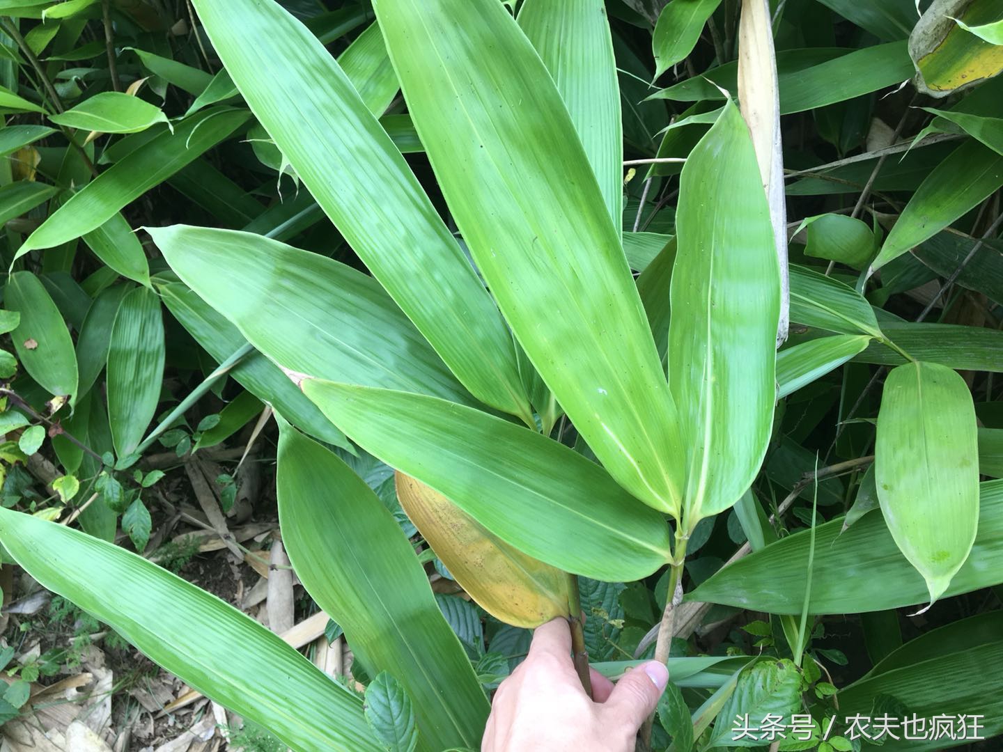 粽子叶是什么植物的叶子_粽子叶的介绍