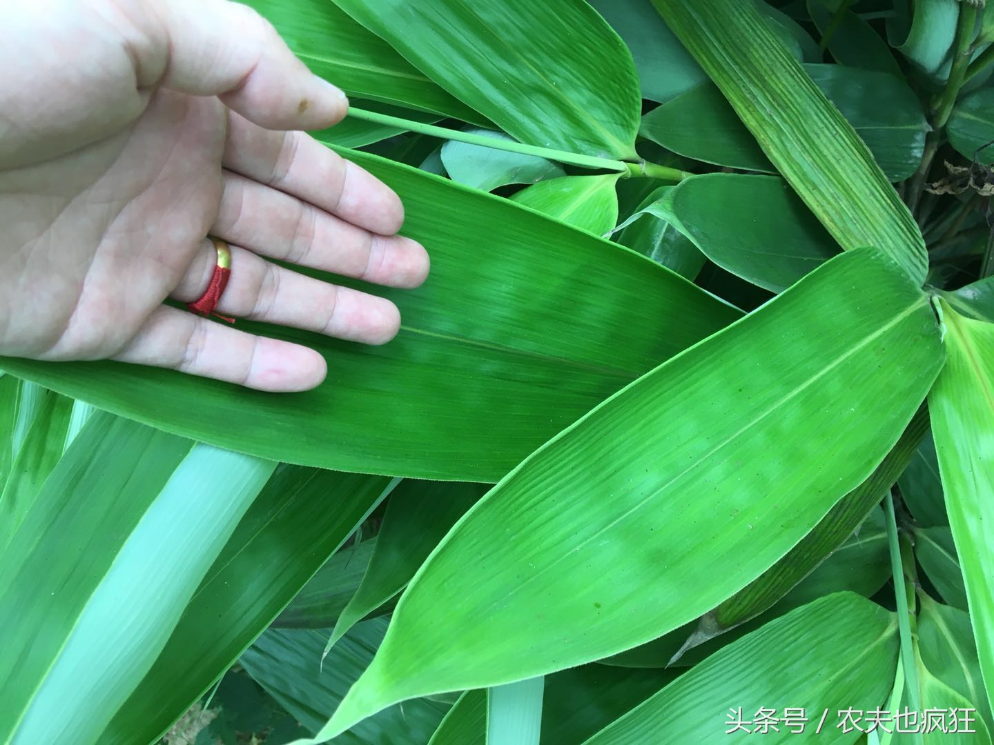 粽子叶是什么植物的叶子_粽子叶的介绍