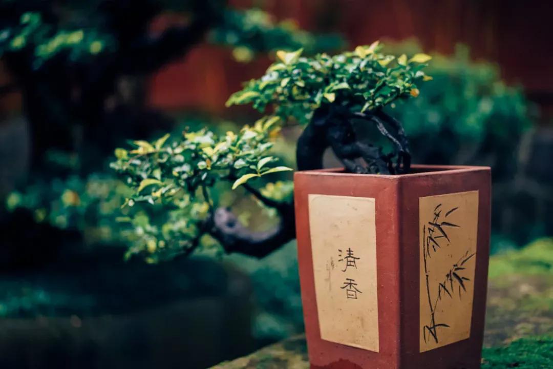 蒲柳之质什么意思 _蒲柳之质的含义