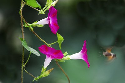 牵牛花是什么颜色_牵牛花的生长特征