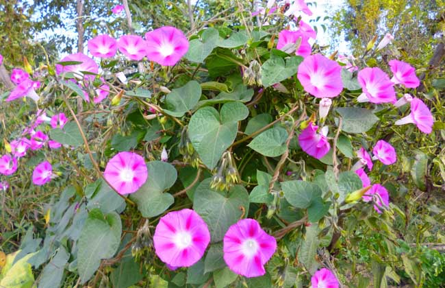 牵牛花是什么颜色_牵牛花的生长特征