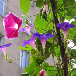 牵牛花是什么颜色_牵牛花的生长特征