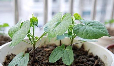 牵牛花是什么颜色_牵牛花的生长特征