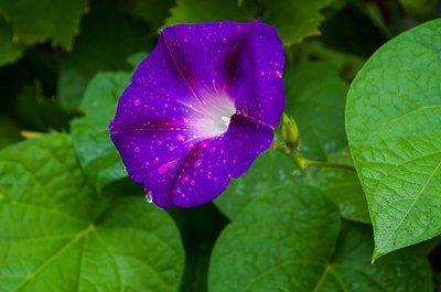 牵牛花是什么颜色_牵牛花的生长特征