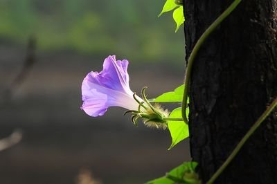 牵牛花是什么颜色_牵牛花的生长特征