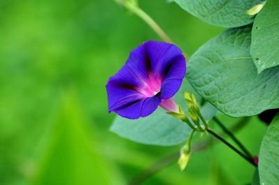 牵牛花是什么颜色_牵牛花的生长特征