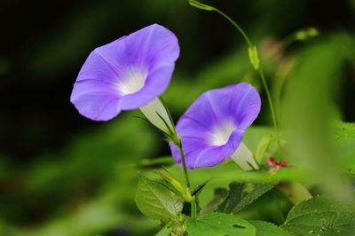 牵牛花是什么颜色_牵牛花的生长特征