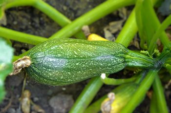 茄瓜是什么_茄瓜的特征和种植