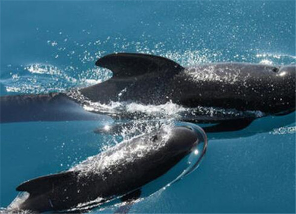 鲸鱼的种类有多少_鲸鱼的种类和名称