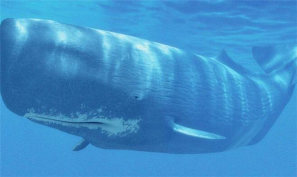 鲸鱼的种类有多少_鲸鱼的种类和名称