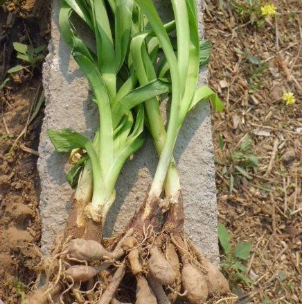 金针菜是什么菜_金针菜的特征和产地