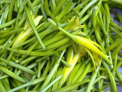 金针菜是什么菜_金针菜的特征和产地