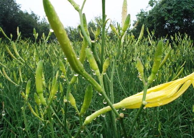 金针菜是什么菜_金针菜的特征和产地