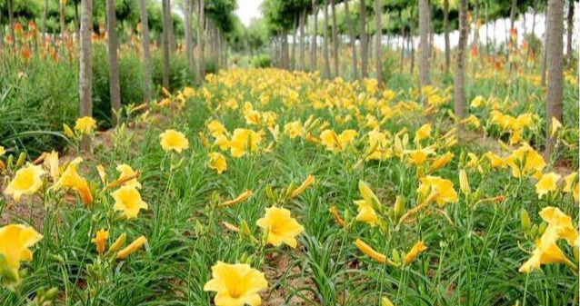 金针菜是什么菜_金针菜的特征和产地