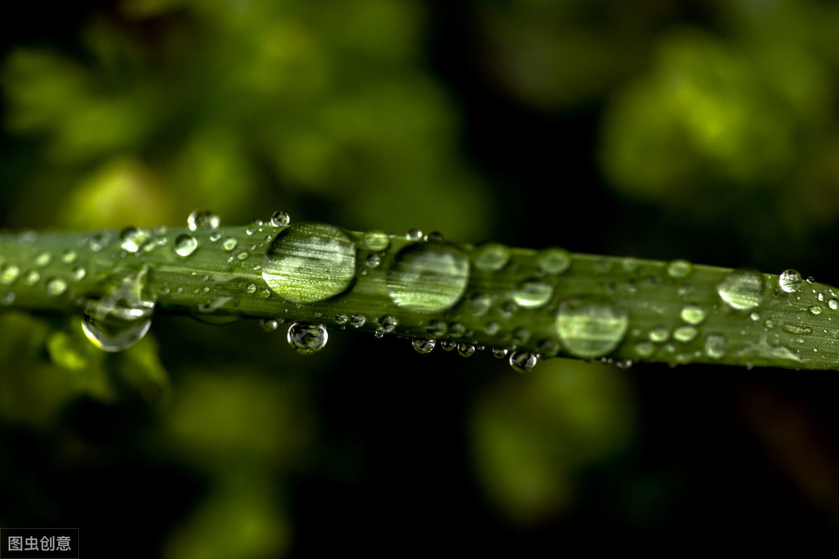 春夜喜雨什么意思_春夜喜雨的含义