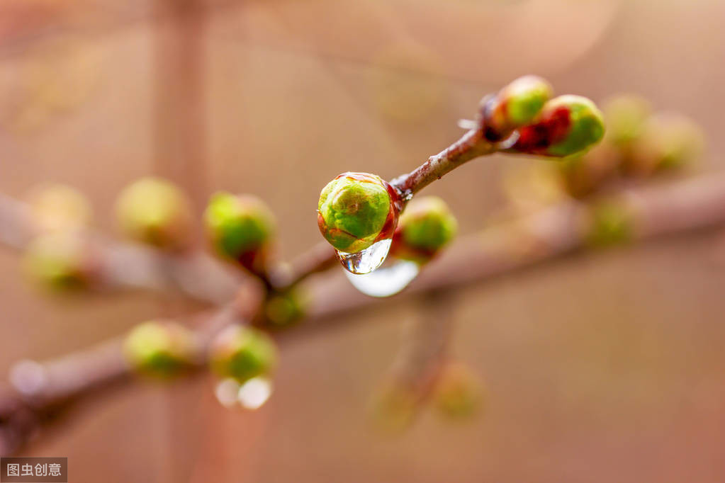 春夜喜雨什么意思_春夜喜雨的含义