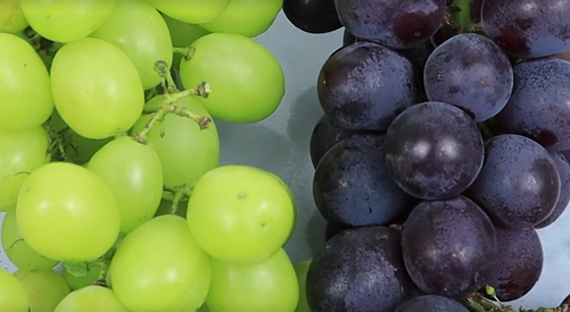 提子和葡萄的区别有哪些_提子和葡萄的区别之分