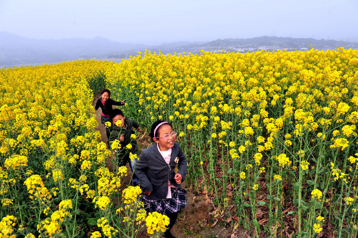 油菜花什么时候开_油菜花的花期