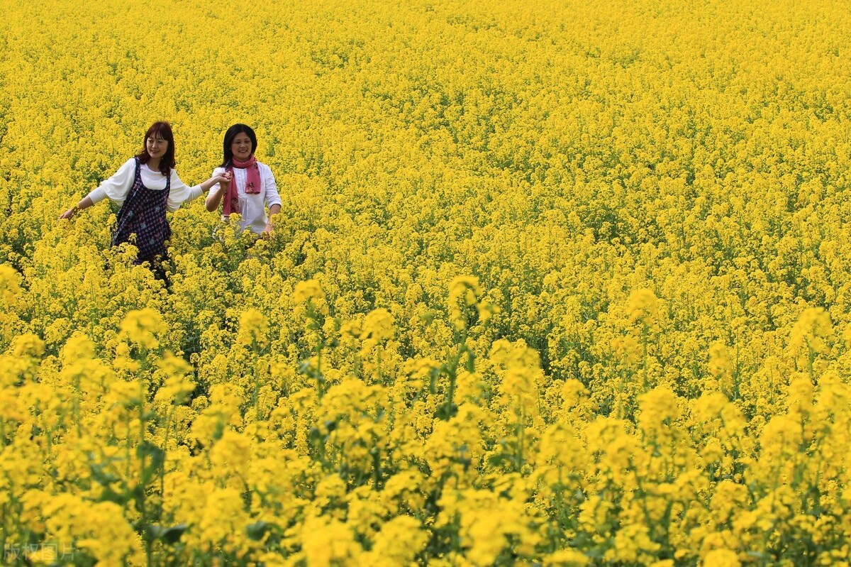 油菜花什么时候开_油菜花的花期