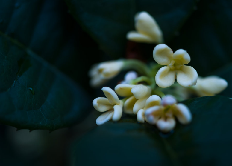 桂花的诗句有哪些_关于桂花的诗句和古诗