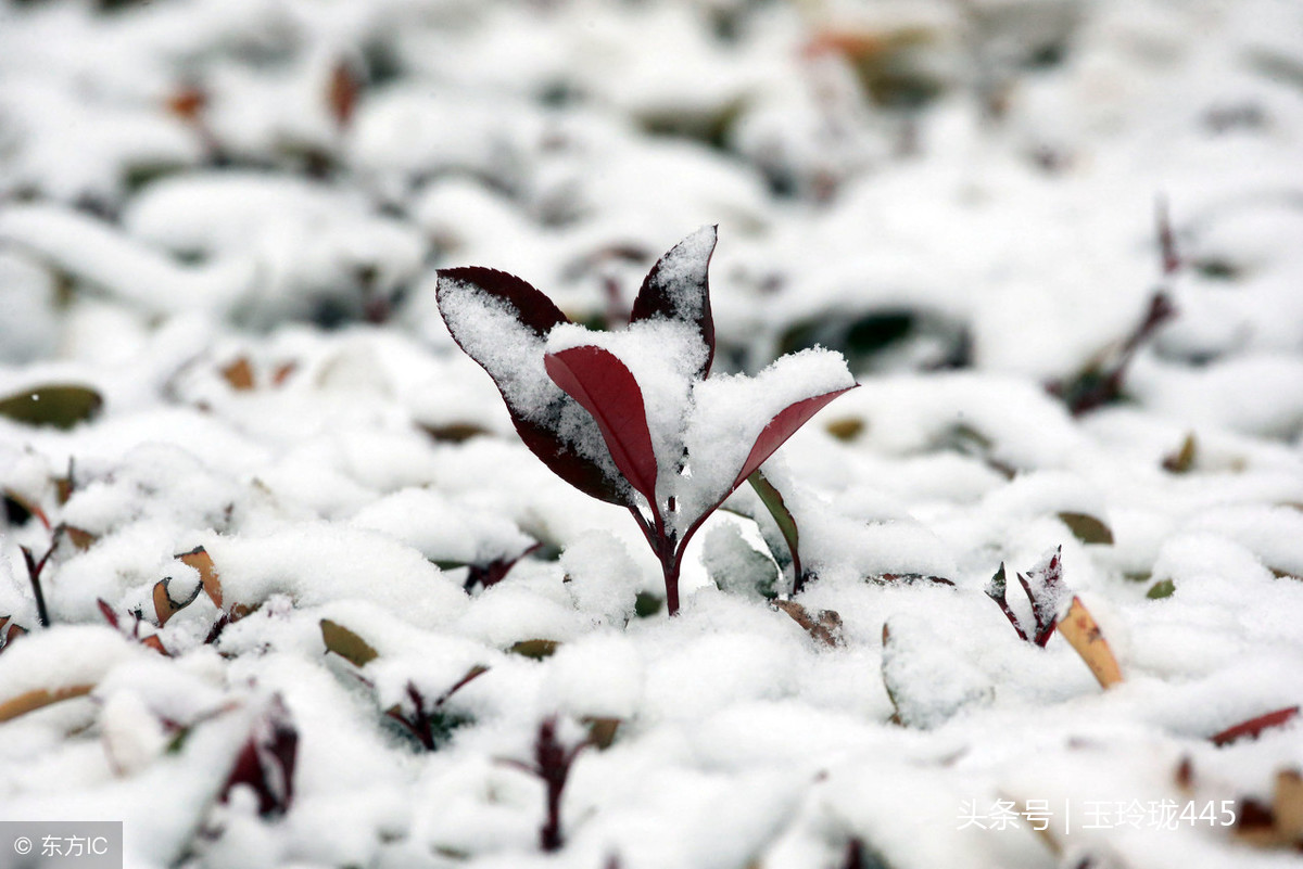 瑞雪兆丰年是成语吗_瑞雪兆丰年的含义