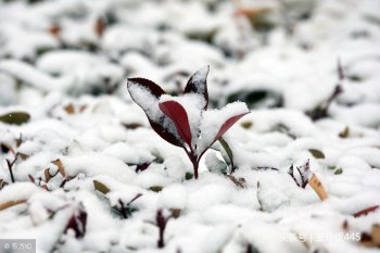 瑞雪兆丰年是成语吗_瑞雪兆丰年的含义