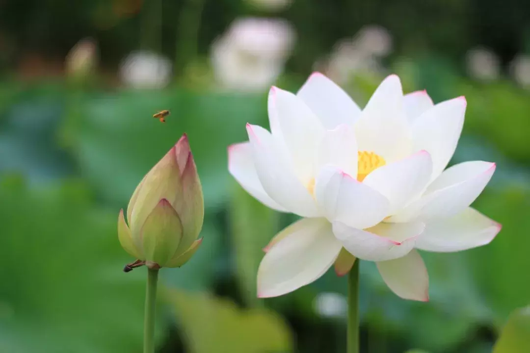 关于荷花的诗句有哪些_关于荷花的诗句大全