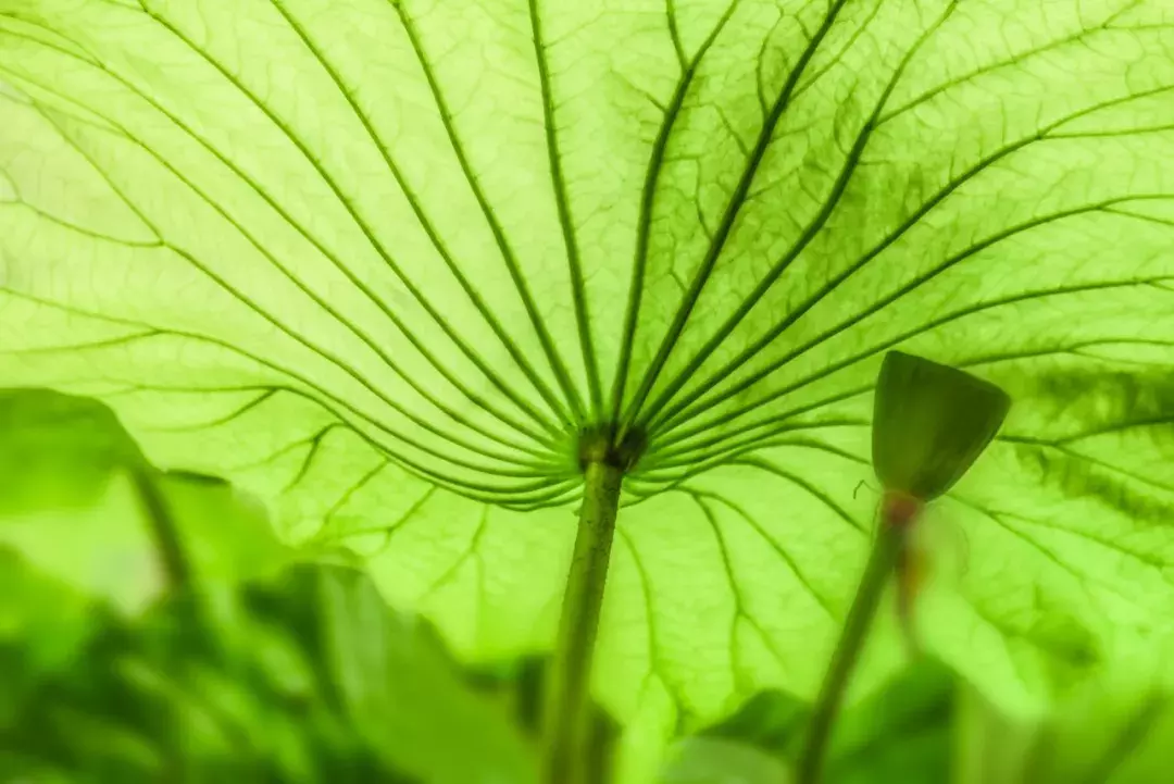 关于荷花的诗句有哪些_关于荷花的诗句大全