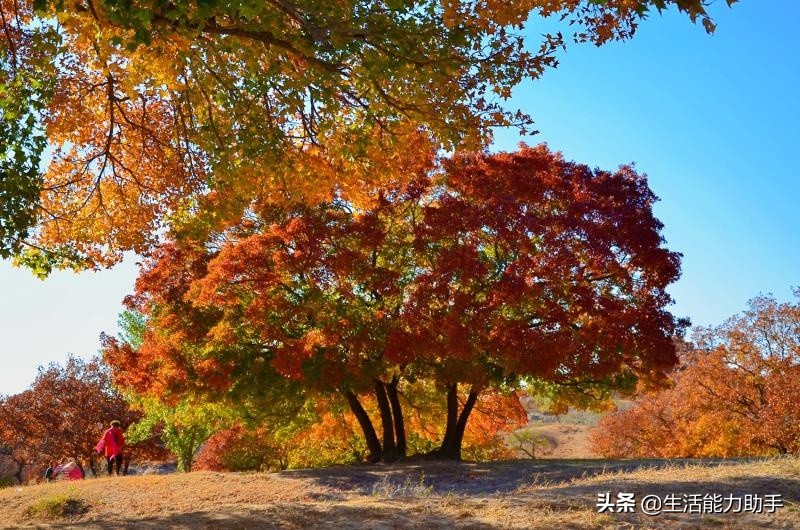 曾子杀猪什么意思_曾子杀猪的寓意