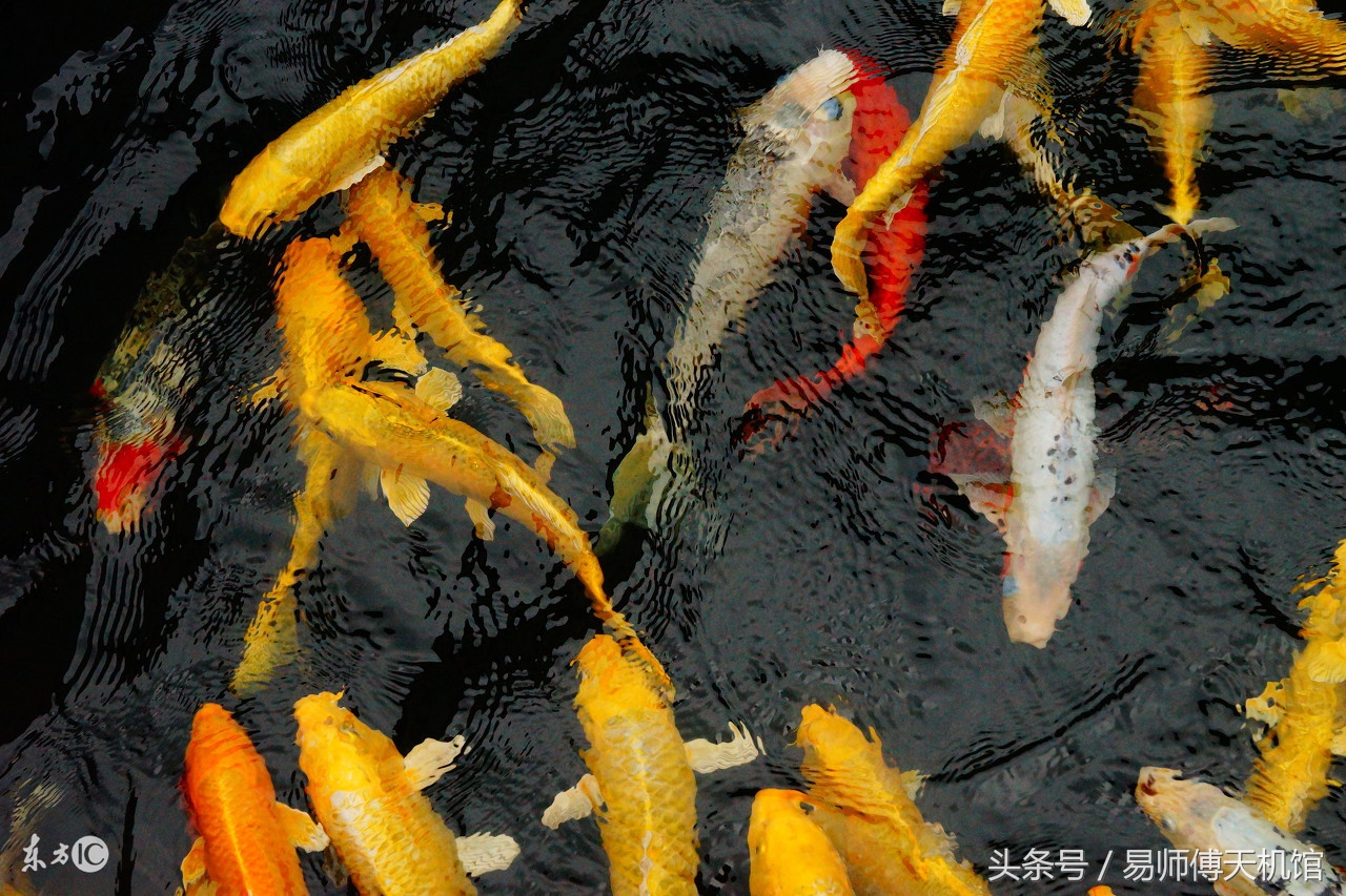 梦见许多鱼什么意思_梦见许多鱼的征兆