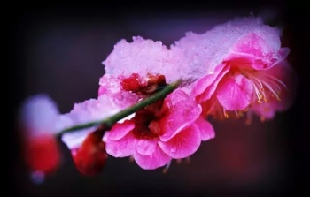  傲雪凌霜什么意思_傲雪凌霜的含义