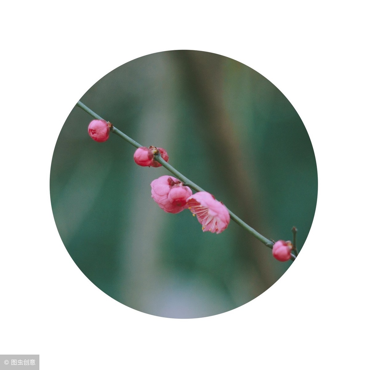 梅花象征着哪种人_梅花的象征和信仰