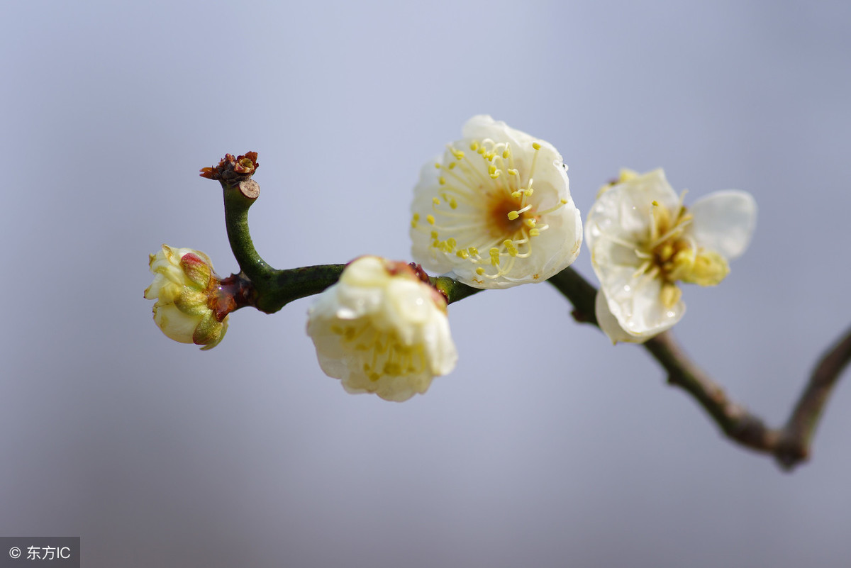 梅花象征着哪种人_梅花的象征和信仰