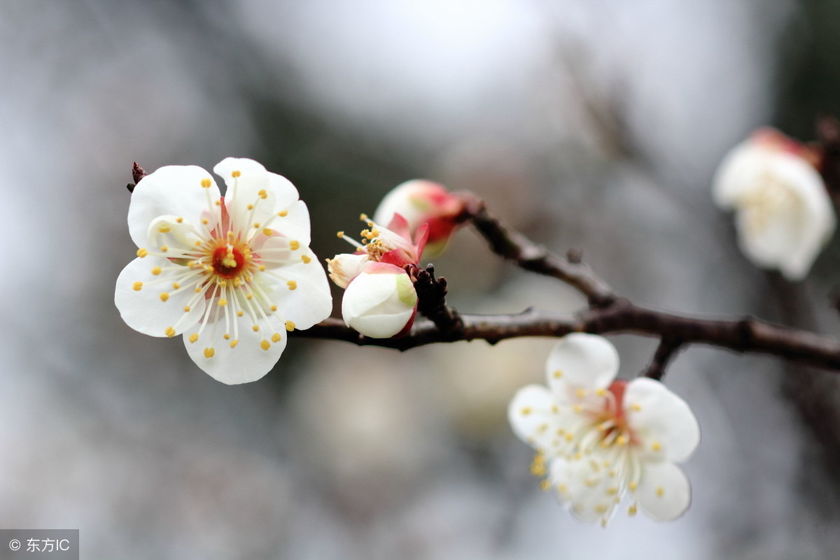 梅花象征着哪种人_梅花的象征和信仰