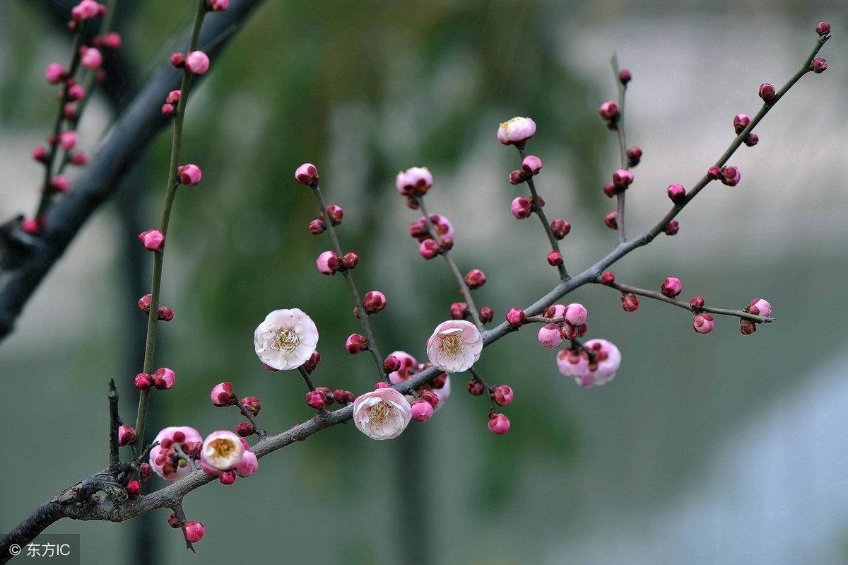 梅花象征着哪种人_梅花的象征和信仰
