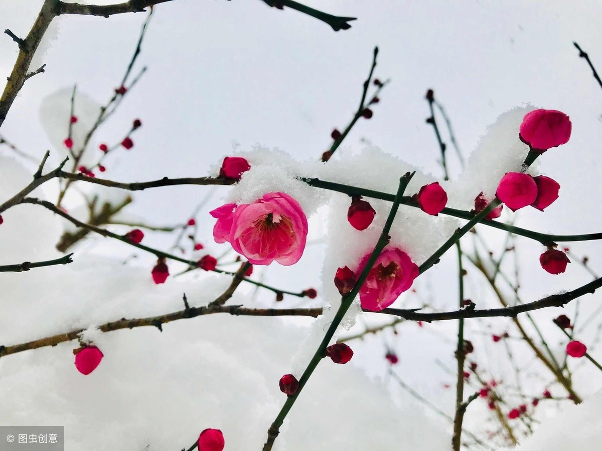 梅花象征着哪种人_梅花的象征和信仰