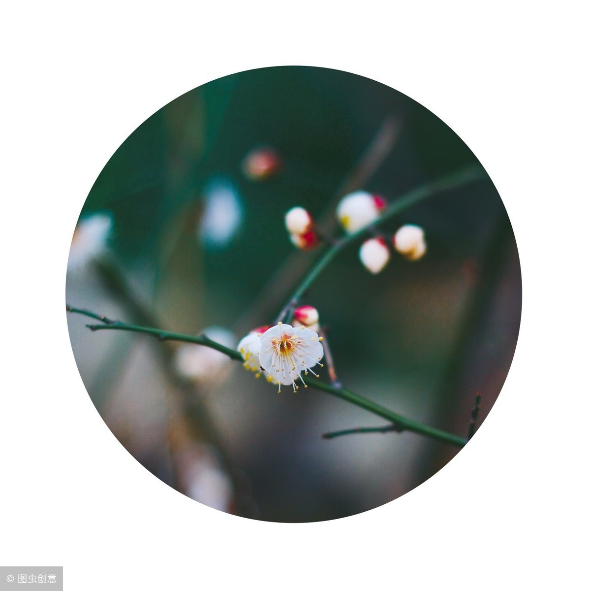 梅花象征着哪种人_梅花的象征和信仰